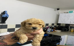 Labradoodle dogs for sale: Toy adorable Labradoodle DNA TESTED - Image 12