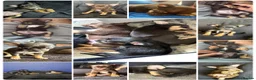 Mixed Breed dogs for sale: 3 GORGEOUS Puppies need their FOREVER HOMES 💙💙❤️ - Advert 1