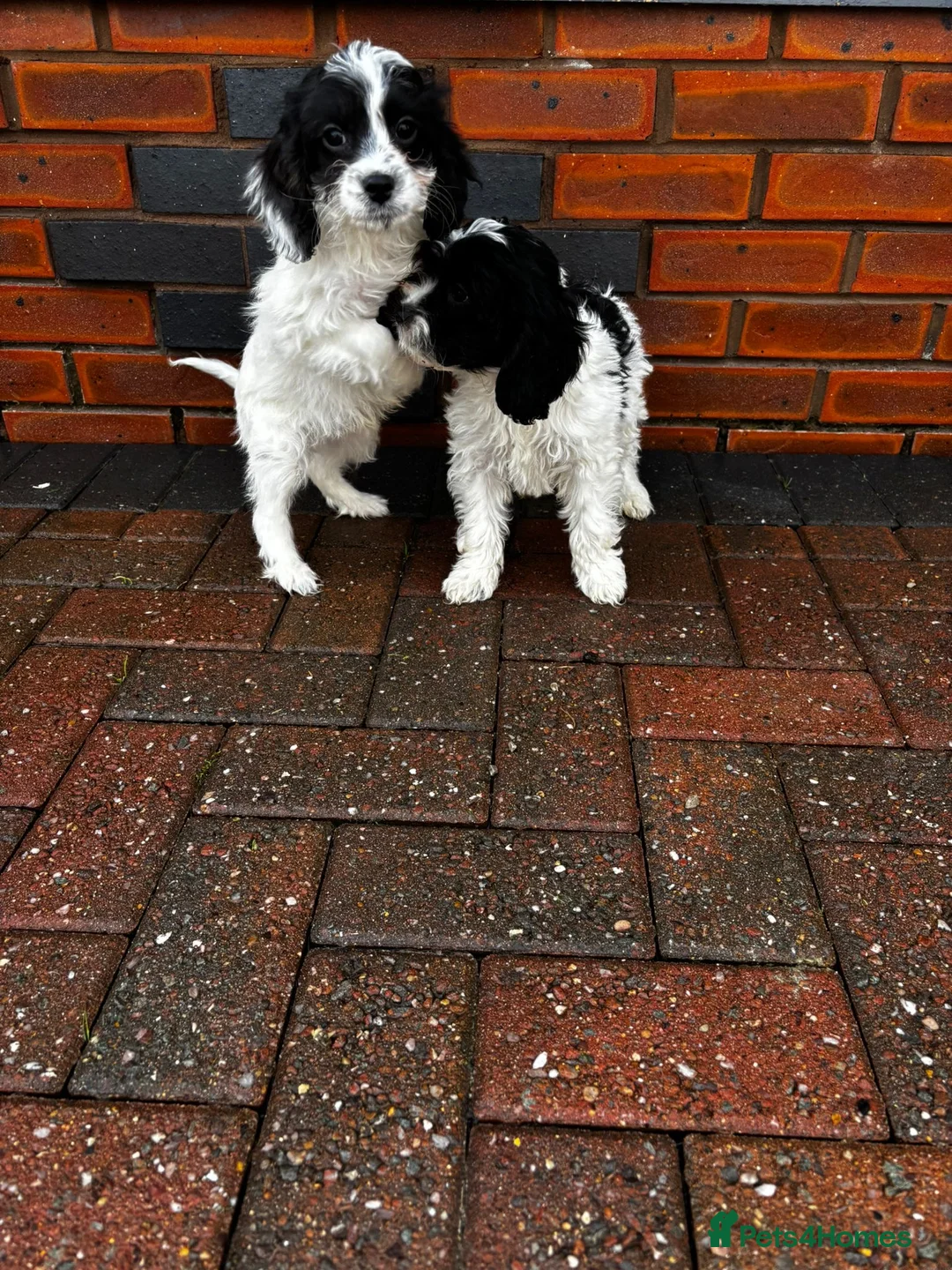 Cavapoo dogs for sale: Beautiful cavapoo puppies  - Advert 1