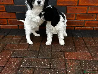 Cavapoo dogs Beautiful cavapoo puppies - Advert 2