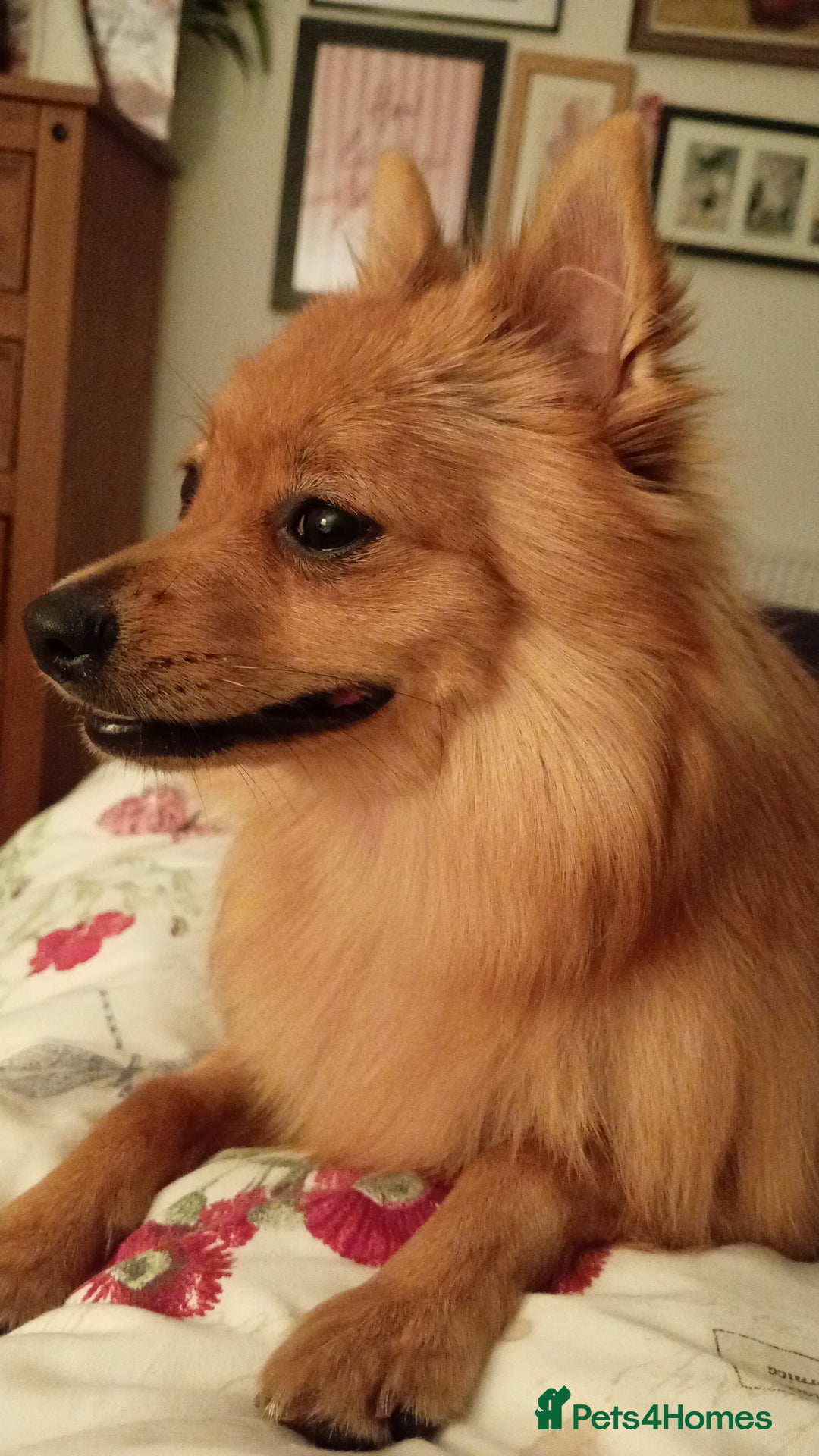 Mixed Breed dogs for sale: Pomeranian x Yorkshire Terrier - Image 1