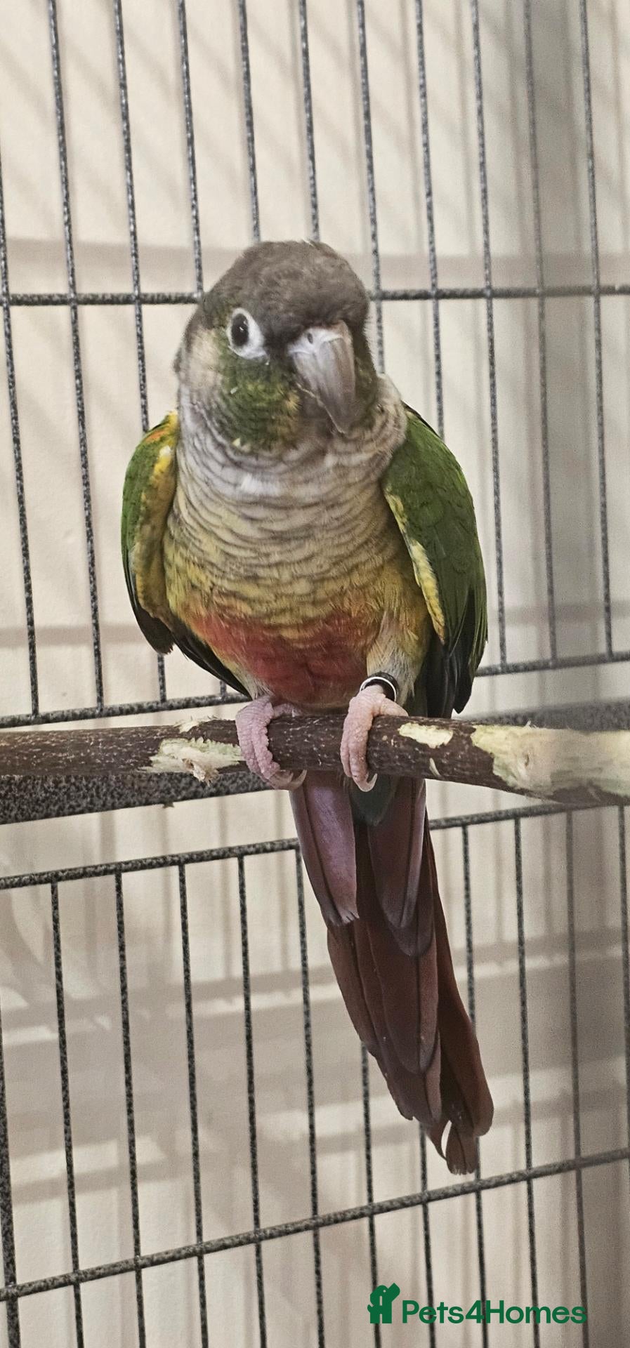 Conures birds Green cheeked conure for sale with good size cage  - Advert 5