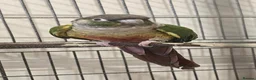 Conures birds for sale: Green cheeked conure for sale with good size cage  - Advert 1