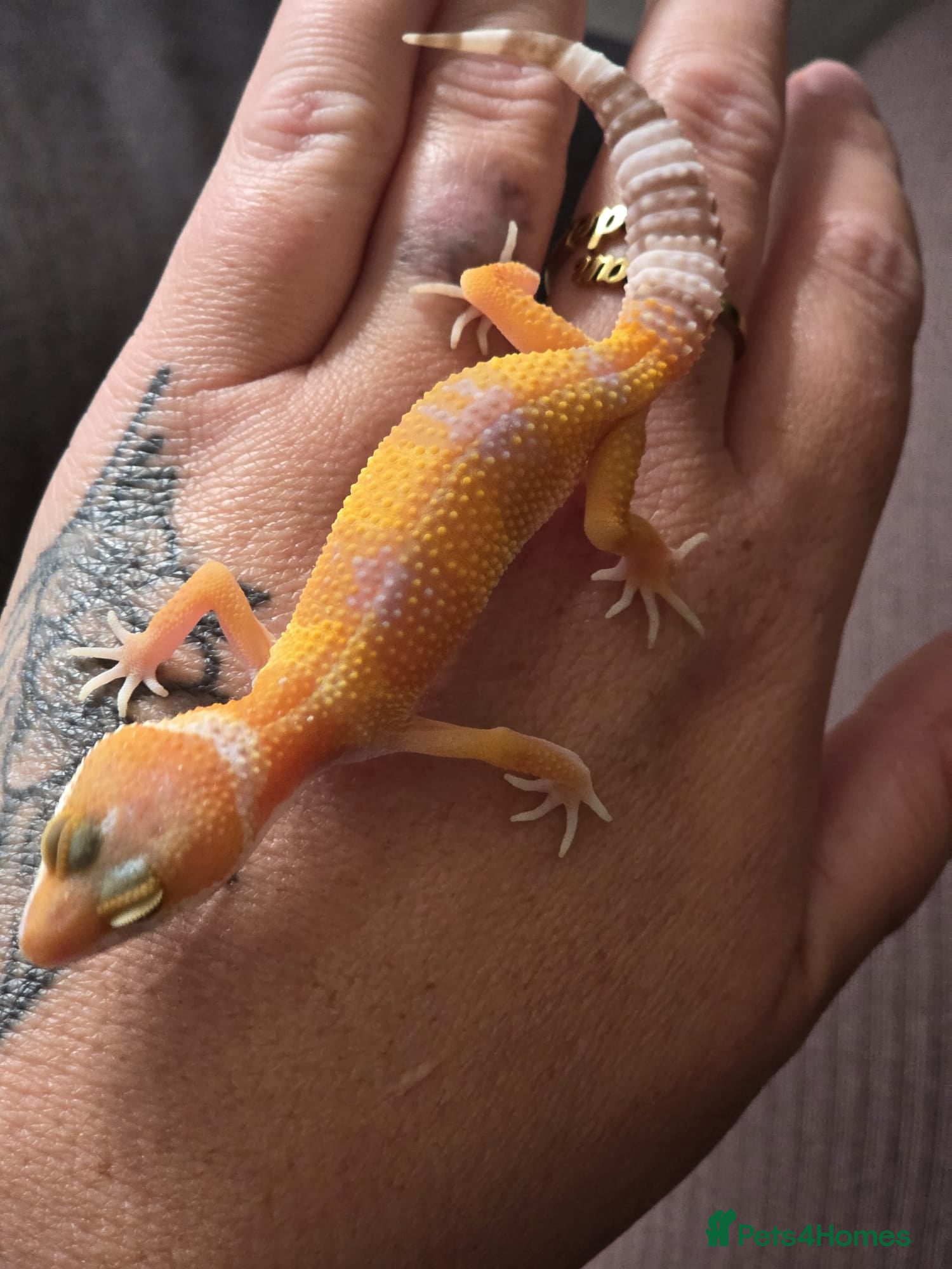 Leopard Gecko reptiles Various leopard geckos - Advert 1