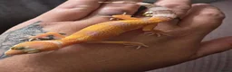 Leopard Gecko reptiles for sale: Various leopard geckos - Advert 1