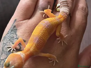 Leopard Gecko reptiles for sale: Various leopard geckos - Advert 3