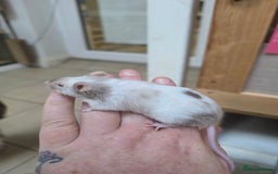 Mouse rodents for sale: Over 50 baby mice all colours available  - Image 5