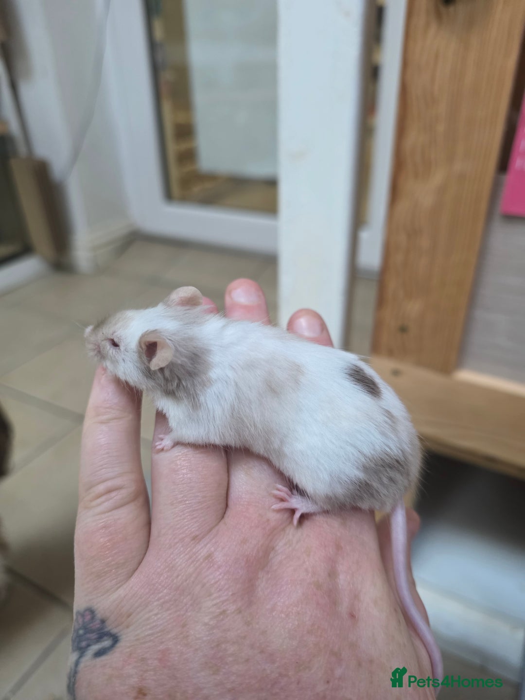 Mouse rodents for sale: Over 50 baby mice all colours available  - Image 5