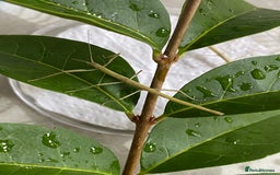 Stick Insects invertebrates for sale: Juvenile Indian Stick Insects (8-10 weeks old) - Image 3
