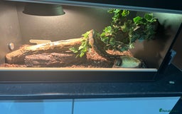 Python Snake reptiles for sale: Royal python  - Image 3