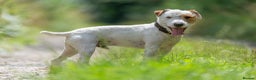 Jack Russell dogs for stud: Working Russell stud dog in Newark - Advert 4