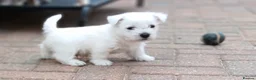 West Highland Terrier dogs for sale: West highland terrier puppies  - Advert 8