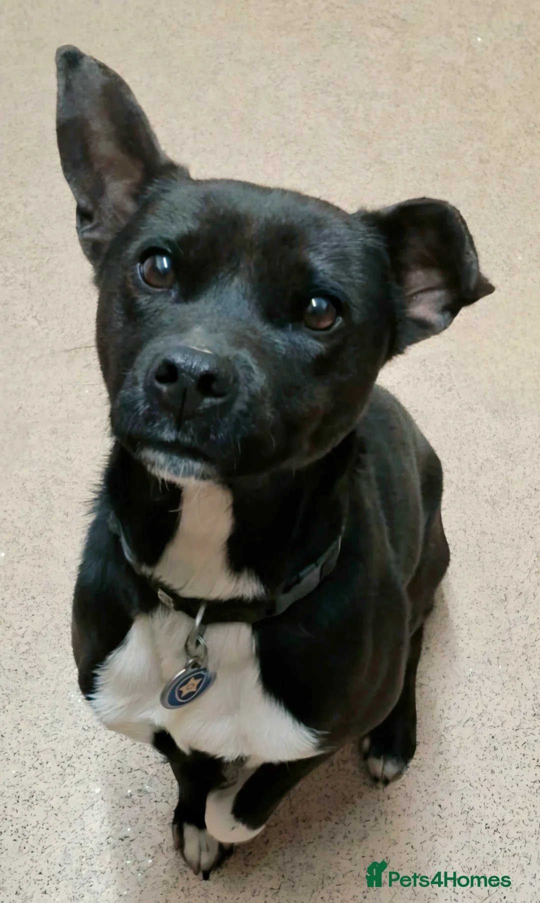 Patterdale Terrier dogs for sale: Fell terrier - Advert 1