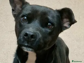 Patterdale Terrier dogs Fell terrier - Advert 1