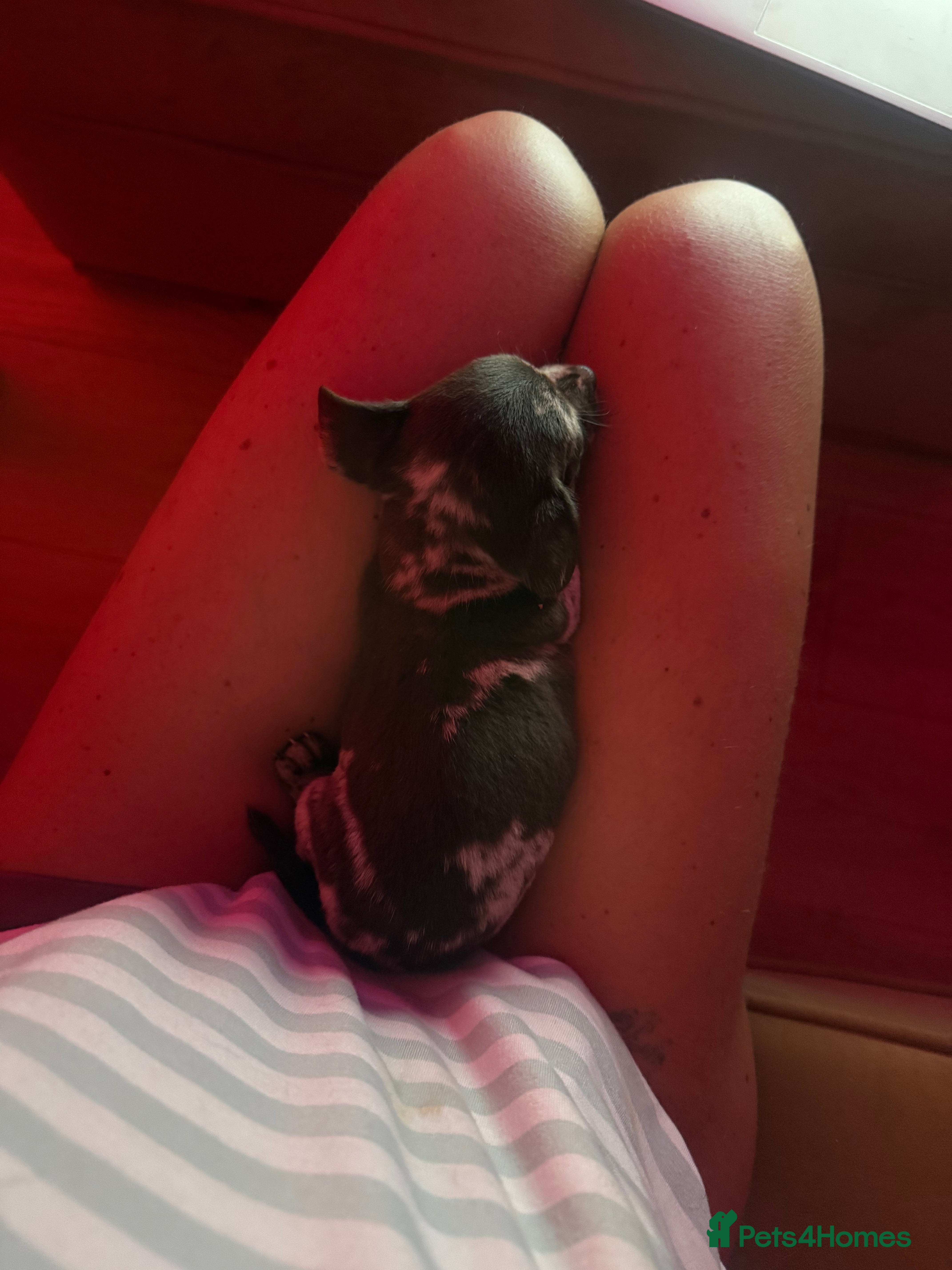 Chiweenie dogs Miniature dachshund X Chihuahua A Chiweenie  - Advert 2