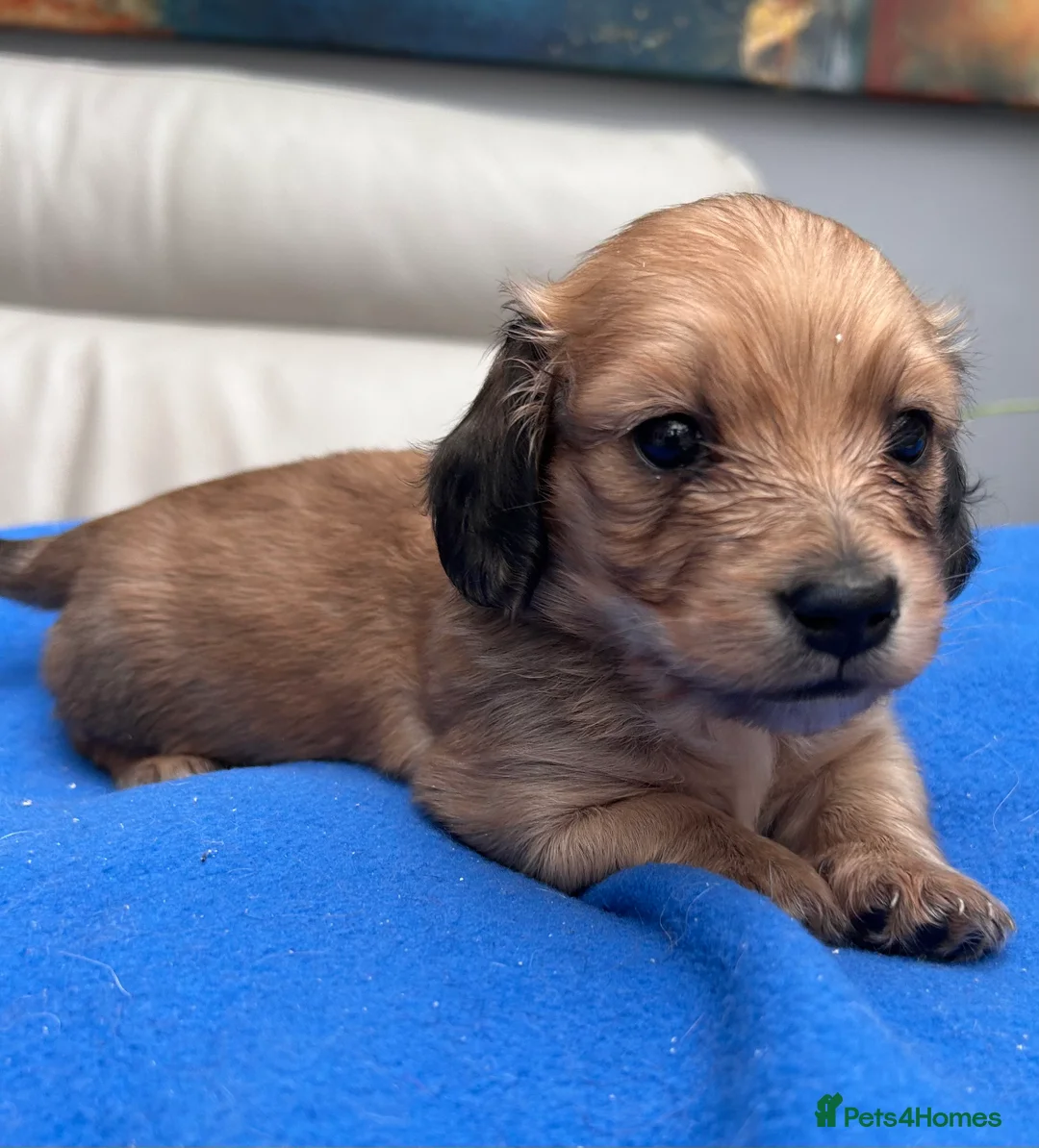 Dachshund dogs for sale: Mini Dachshund Long-haired Boy  - Advert 2