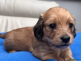 Dachshund dogs Mini Dachshund Long-haired Boy - Advert 18