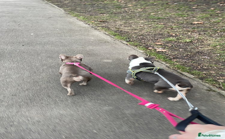 French Bulldog dogs - Advert 1