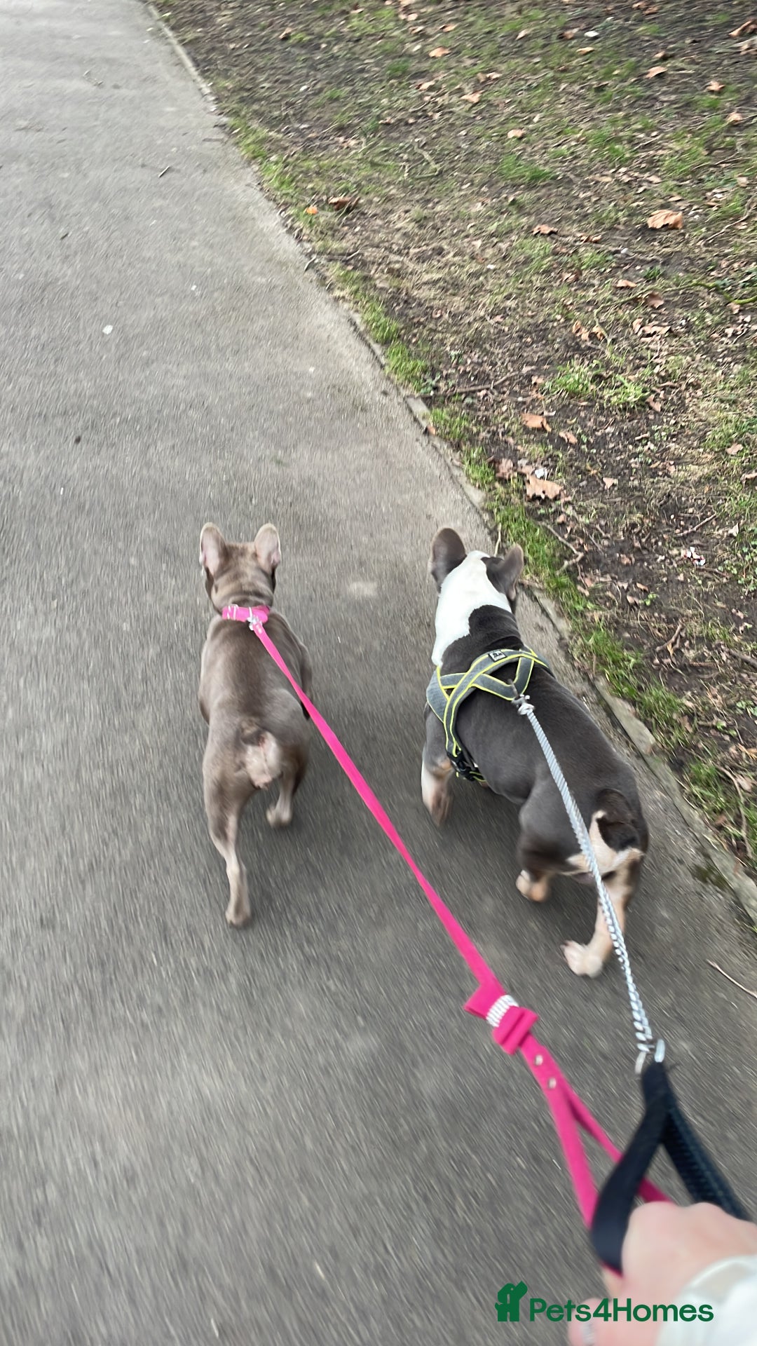 French Bulldog dogs for sale: 2 French Bull Dogs looking for a forever home  - Image 1
