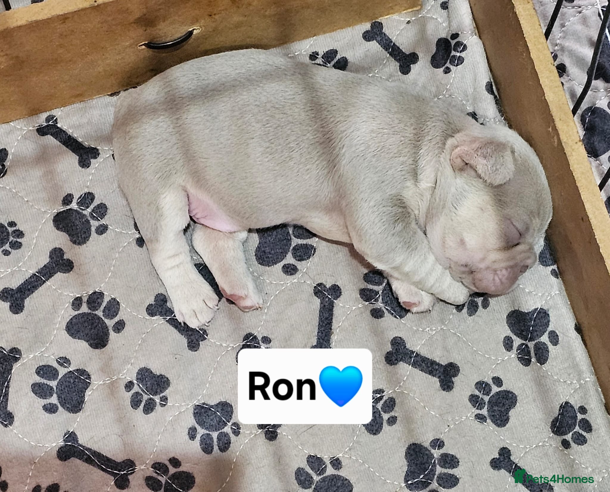 French Bulldog dogs French bulldog pups - Advert 3