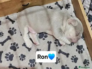 French Bulldog dogs French bulldog pups - Advert 3