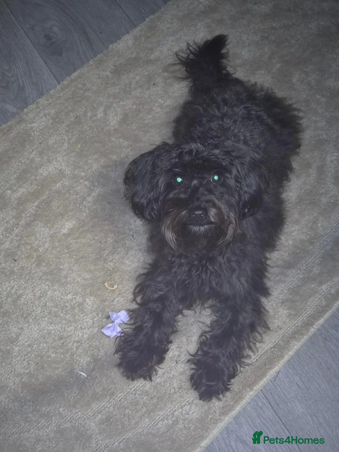 Cockapoo dogs for sale: 11m toy cockapoo in Lanark - Advert 2