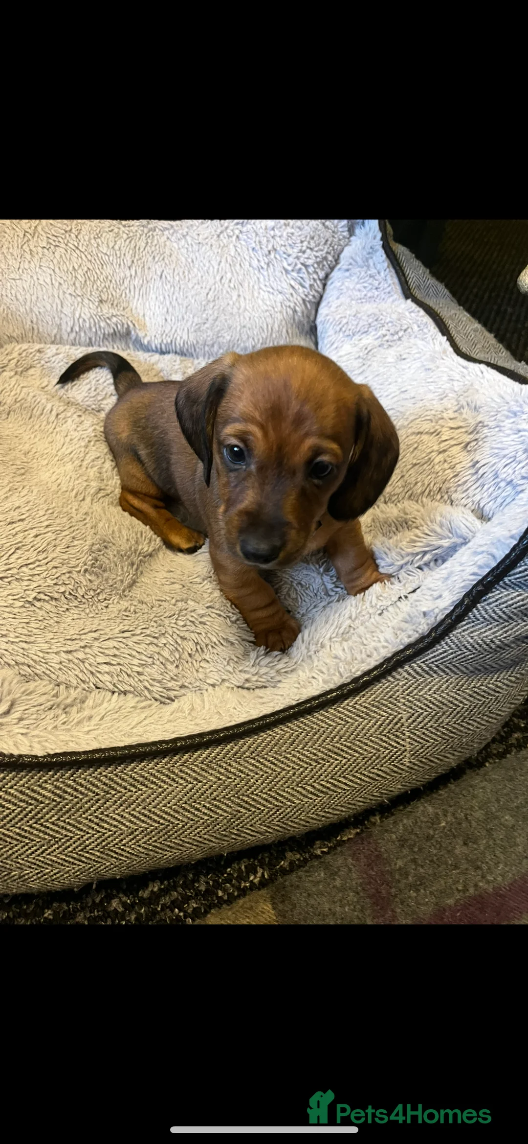 Dachshund dogs for sale: Red dachshund puppies  - Advert 31