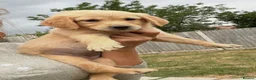 Golden Retriever dogs for sale: Stunning golden retrievers  - Advert 1
