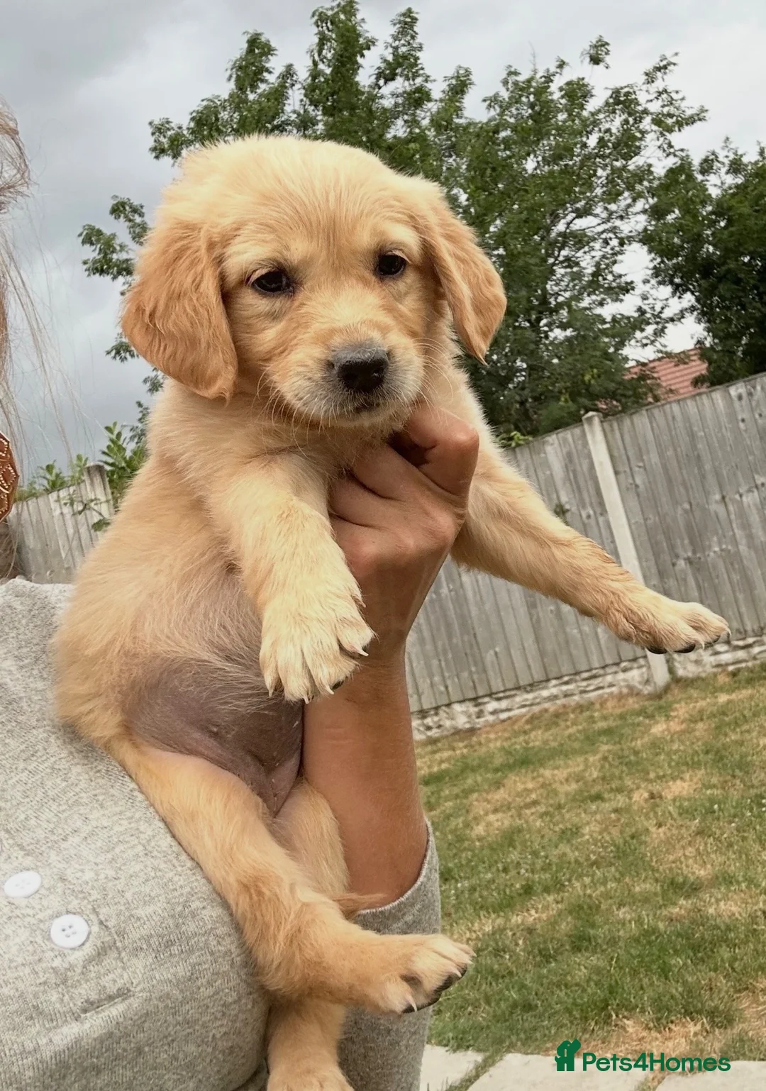 Golden Retriever dogs for sale: Stunning golden retrievers  - Advert 1