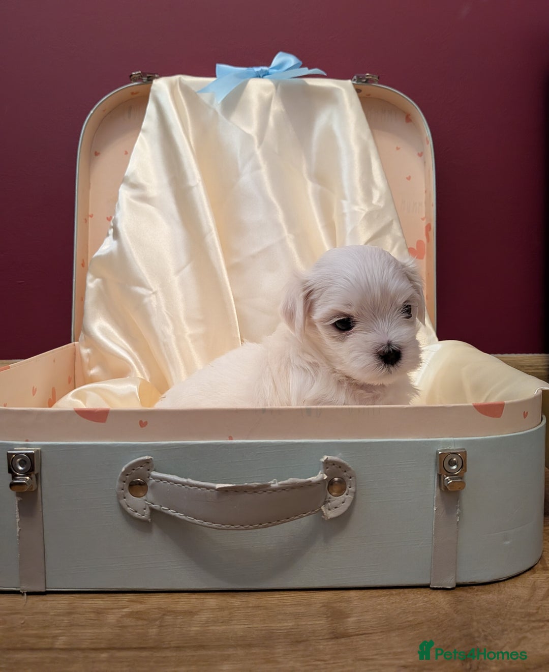 Maltese dogs for sale: Beautiful Small Size Maltese ONLY TWO PUPPIES LEFT - Image 28