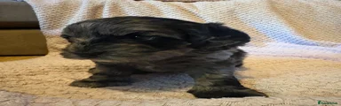 Cockapoo 2