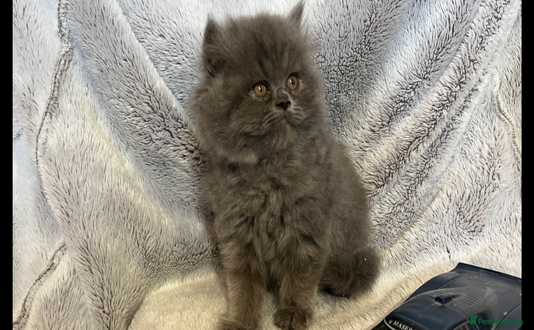 Persian cats - Advert 2