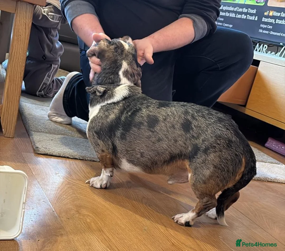 Mixed Breed dogs for adoption: 🐾Meet NORMAN 🐾 - a Lovely Boy for a Loving Home  - Advert 6