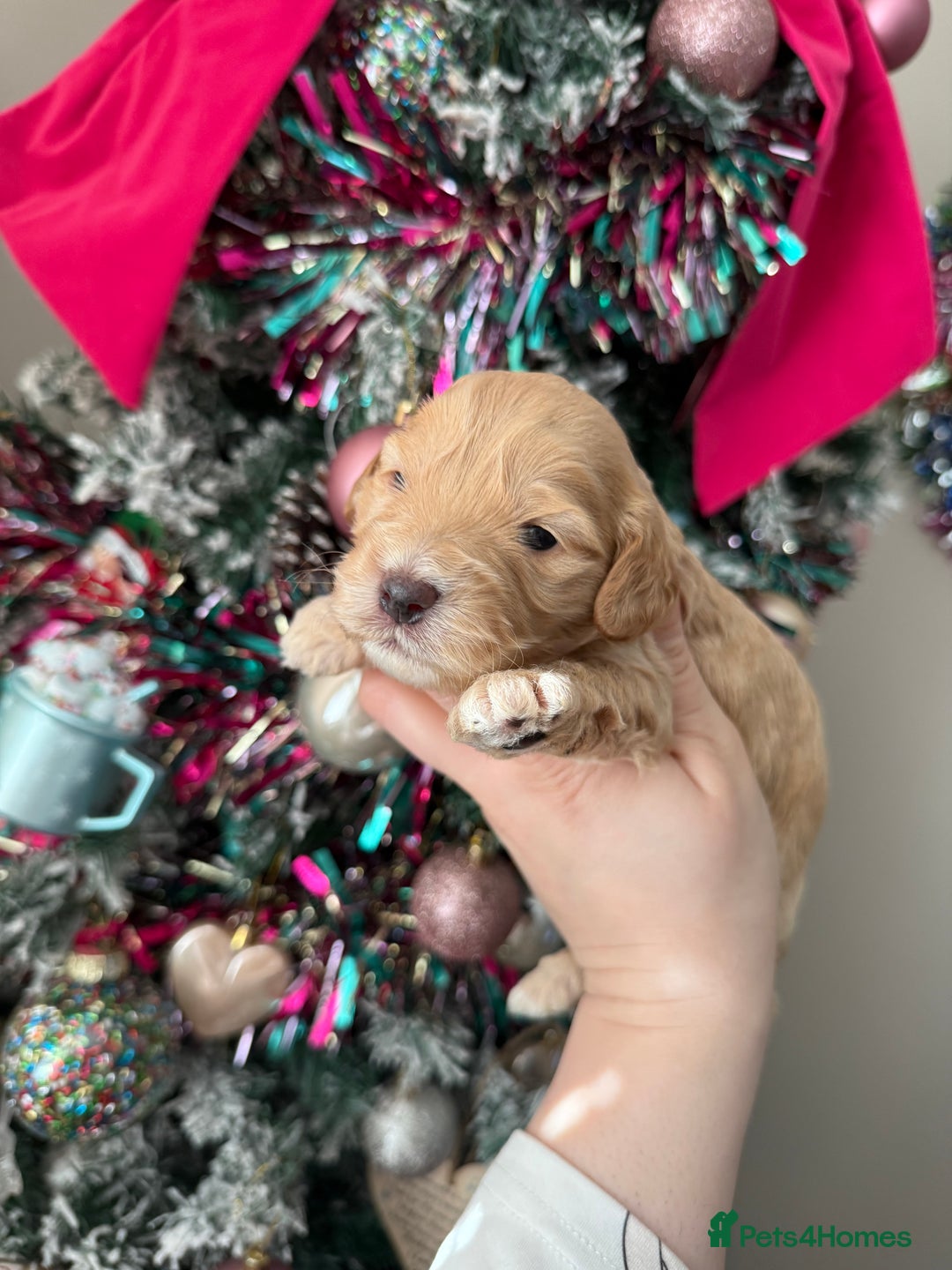 Cockapoo dogs for sale: Gorgeous F1 cockapoo puppies  - Advert 10