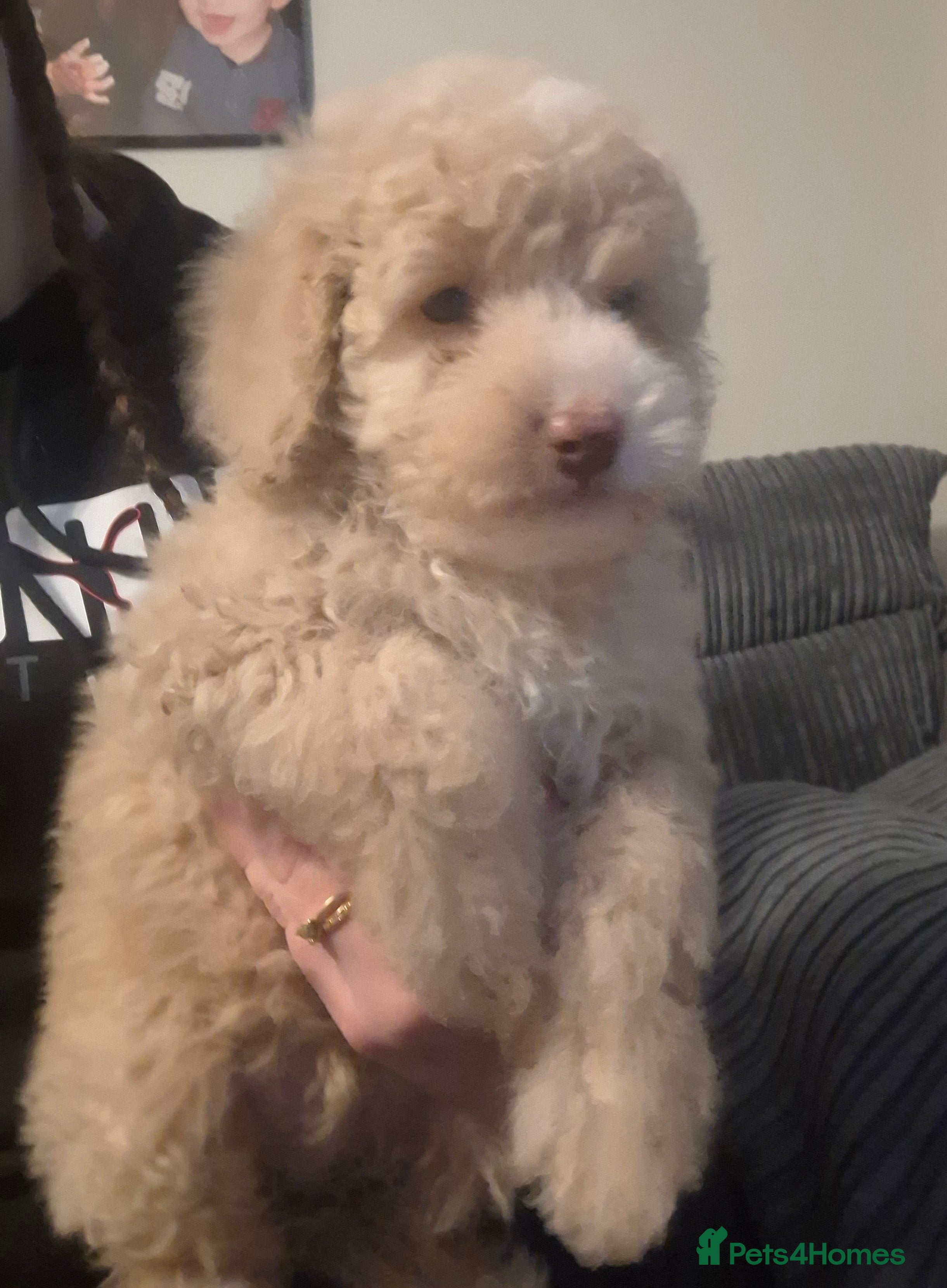 Cockapoo dogs 1 cream boy cockapoo ready now - Advert 6