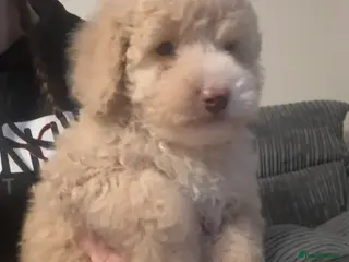 Cockapoo dogs 1 cream boy cockapoo ready now - Advert 6