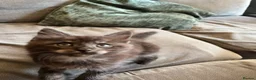 Mixed Breed cats for sale: Maine Coon mix - Advert 20