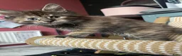Maine Coon cats for sale: Beautiful Half Maine coon kittens  - Advert 26