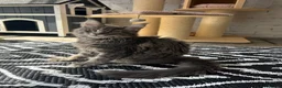 Maine Coon cats for sale: TICA Maine Coon Girls Ready Now DNA clear  - Advert 7