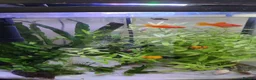 Swordtails fish for sale: Red Swortail pair and 3 Gold Black Platies in London - Advert 1
