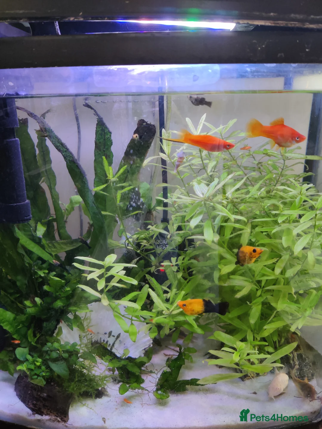 Swordtails fish for sale: Red Swortail pair and 3 Gold Black Platies in London - Advert 1