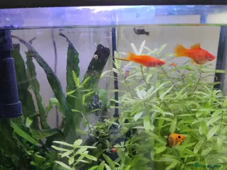Swordtails fish Red Swortail pair and 3 Gold Black Platies - Advert 2
