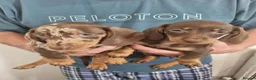 Miniature Dachshund dogs for sale: Absolutely beautiful miniature dachshund puppies in Burton-on-Trent - Advert 3