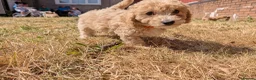 Poochon dogs for sale: F1 Poochon Puppies READY TO LEAVE *reduced* - Advert 15