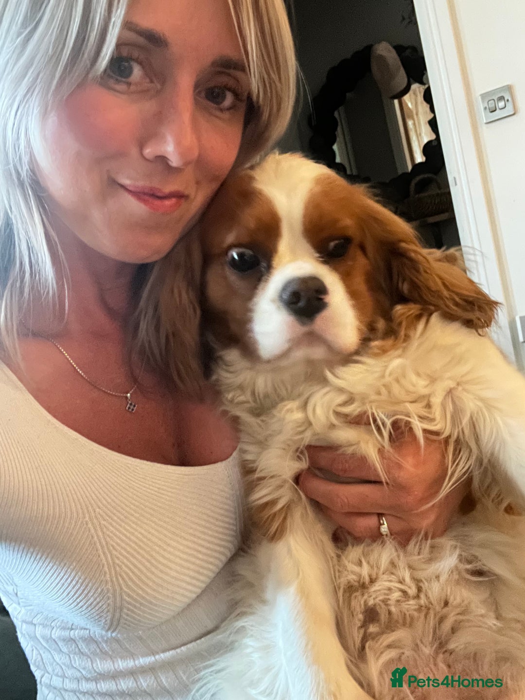 Cavapoo dogs for sale: Stunning F1 Cavapoo pups ONE GIRL LEFT - Image 13