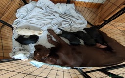 Mixed Breed dogs for sale: Labrador/German shepherd  - Image 2