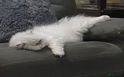 Persian cats for stud: Chinchilla Persian  - Advert 2