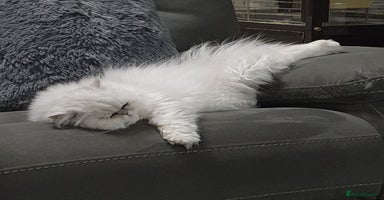 Persian cats Chinchilla Persian  - Advert 2