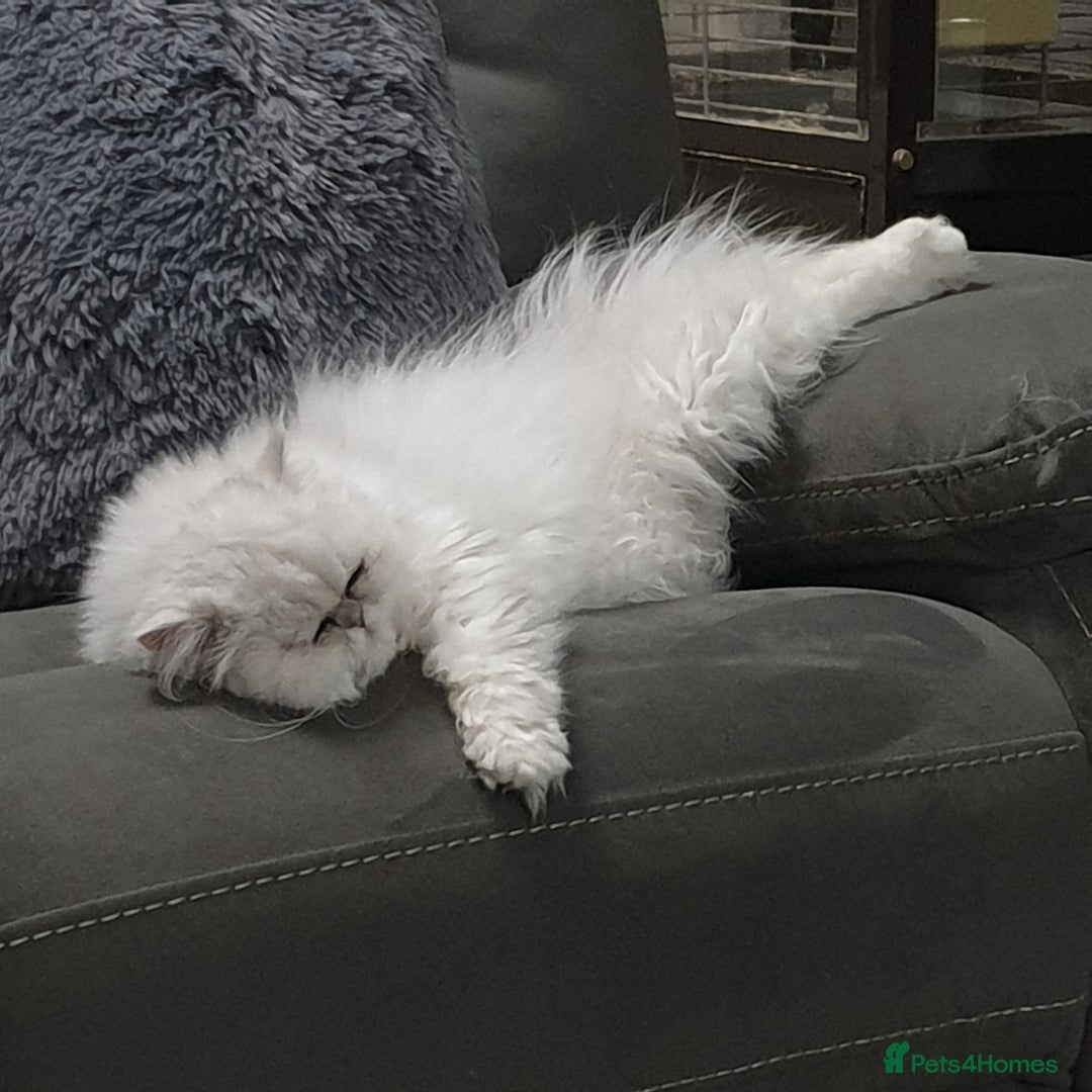 Persian cats for stud: Chinchilla Persian  - Advert 2