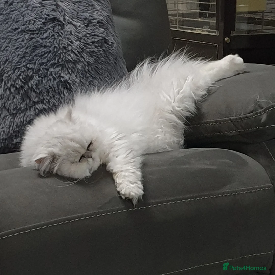 Persian cats for stud: Chinchilla Persian  - Advert 2